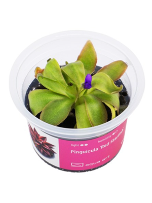 Pinguicula ‘Red Starfish’ – tuklė